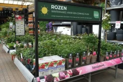 Rosa 'Lions-Rose'® (Roos 'Lions-Rose')