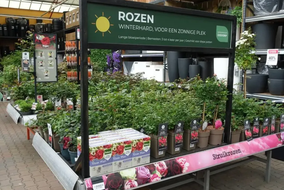Rosa 'Lions-Rose'® (Roos 'Lions-Rose')