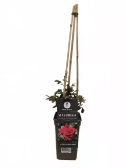 Rosa mazurika (klimroos) 75cm