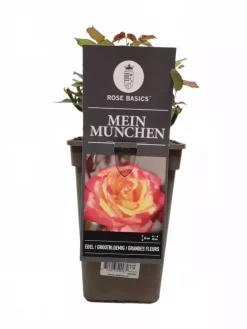 Rosa 'Mein München'® (Roos) 35cm