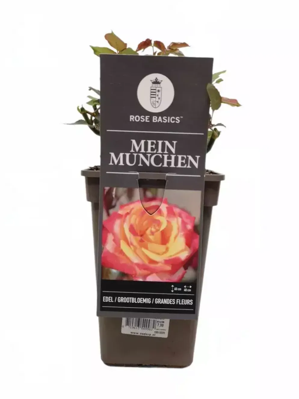 Rosa 'Mein München'® (Roos) 35cm