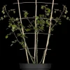 Rosa 'New Dawn' (Roos 'New Dawn') klimplant