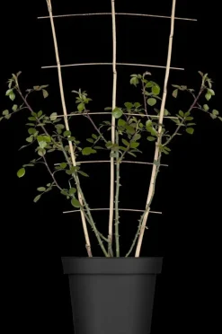 Rosa 'New Dawn' (Roos 'New Dawn') klimplant