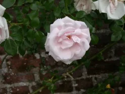Rosa 'New Dawn' (Roos 'New Dawn') klimplant