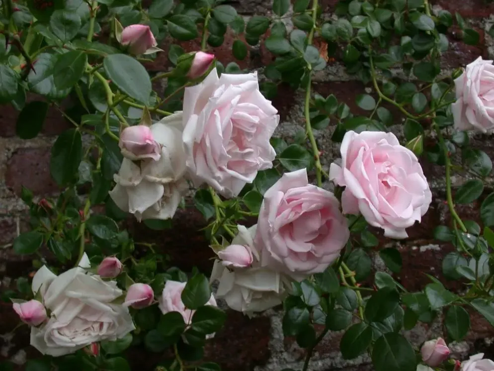 Rosa 'New Dawn' (Roos 'New Dawn') klimplant