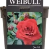 Rosa nina weibull (struikroos) 35cm