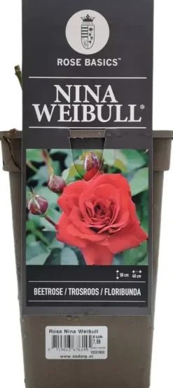 Rosa nina weibull (struikroos) 35cm