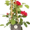 Rosa paul scarlet climber (Klimroos) 50-60 cm