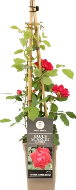 Rosa paul scarlet climber (Klimroos) 50-60 cm
