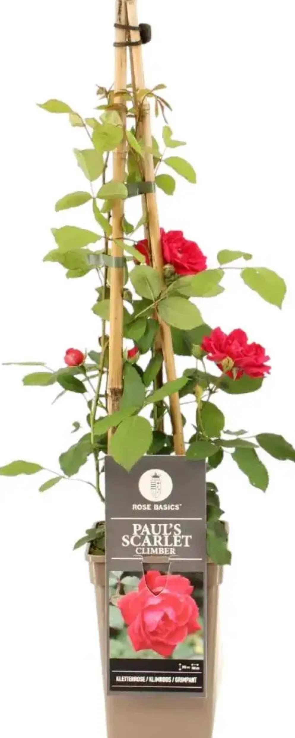 Rosa paul scarlet climber (Klimroos) 50-60 cm