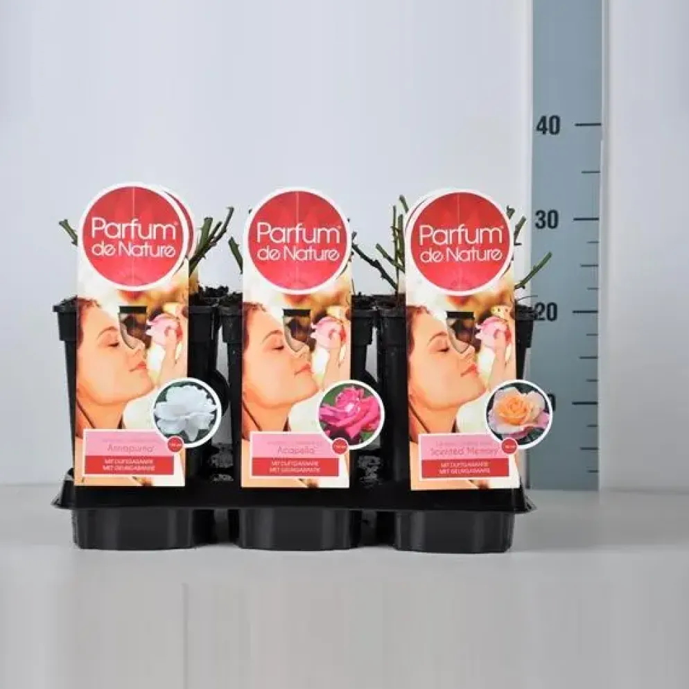 Rosa pdn mix p17 h20