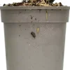 Rosa queen elizabeth (struikroos)