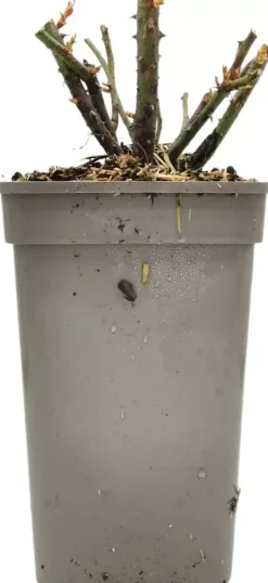 Rosa queen elizabeth (struikroos)