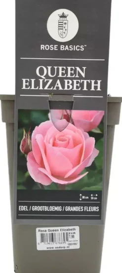 Rosa queen elizabeth (struikroos)