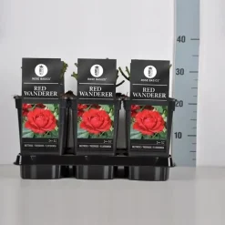 Rosa 'Red Wanderer' (Roos 'Red Wanderer')