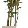 Rosa schneewalzer (Klimroos) 50-60 cm