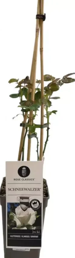 Rosa schneewalzer (Klimroos) 50-60 cm