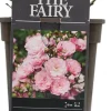 Rosa the fairy (struikroos)