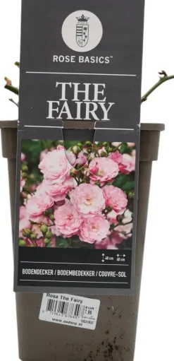 Rosa the fairy (struikroos)
