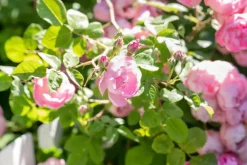 Rosa the fairy (struikroos)