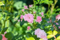 Rosa the fairy (struikroos)