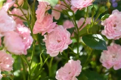 Rosa the fairy (struikroos)
