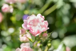 Rosa the fairy (struikroos)