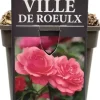Rosa ville de roeulx (struikroos) 35 cm