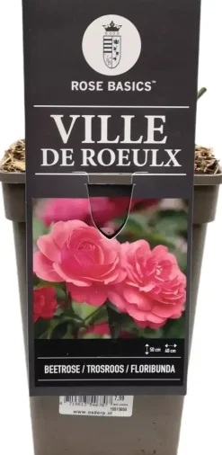 Rosa ville de roeulx (struikroos) 35 cm