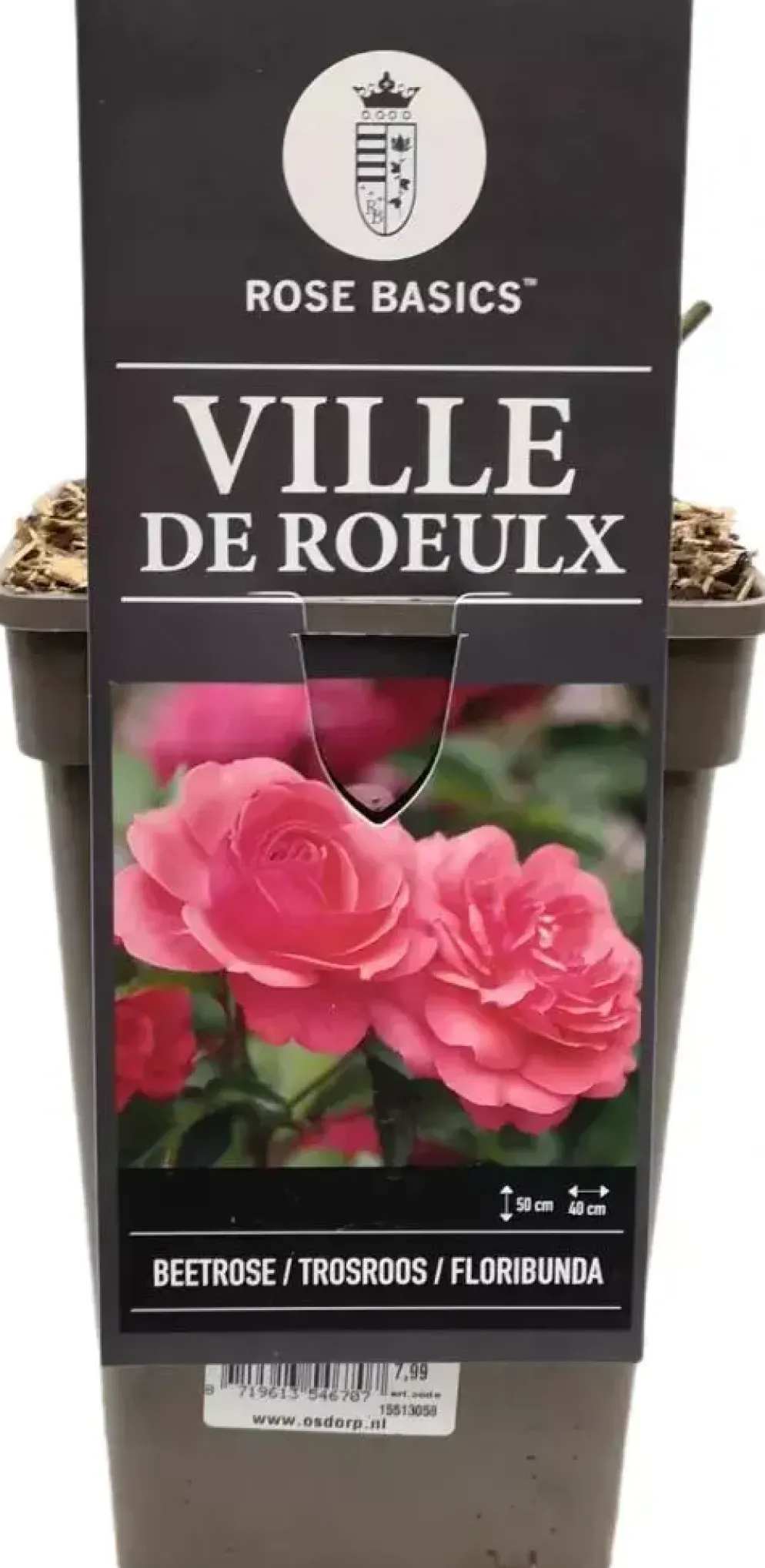 Rosa ville de roeulx (struikroos) 35 cm