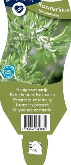 Rosmarinus (Kruiprozemarijn)