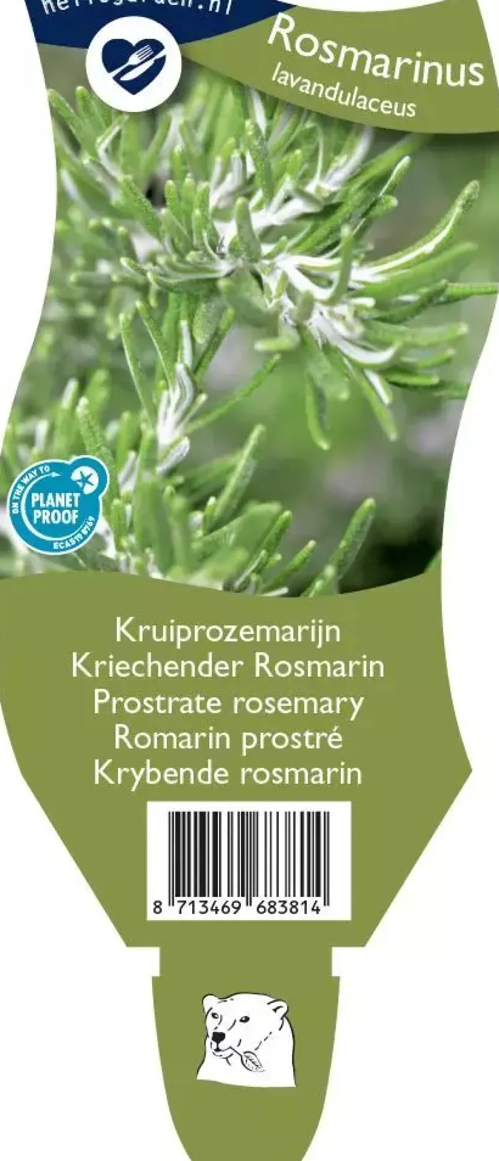 Rosmarinus (Kruiprozemarijn)