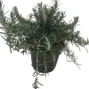 Rosmarinus officinalis 'Prostratus' (Kruip rozemarijn) ø14 cm