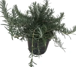 Rosmarinus officinalis 'Prostratus' (Kruip rozemarijn) ø14 cm