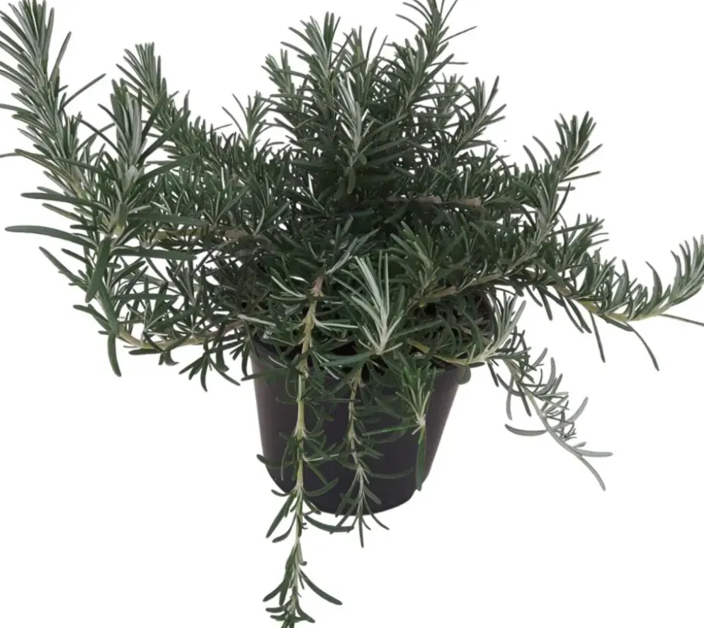 Rosmarinus officinalis 'Prostratus' (Kruip rozemarijn) ø14 cm