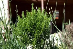 Rosmarinus officinalis 'Prostratus' (Kruip rozemarijn) ø14 cm