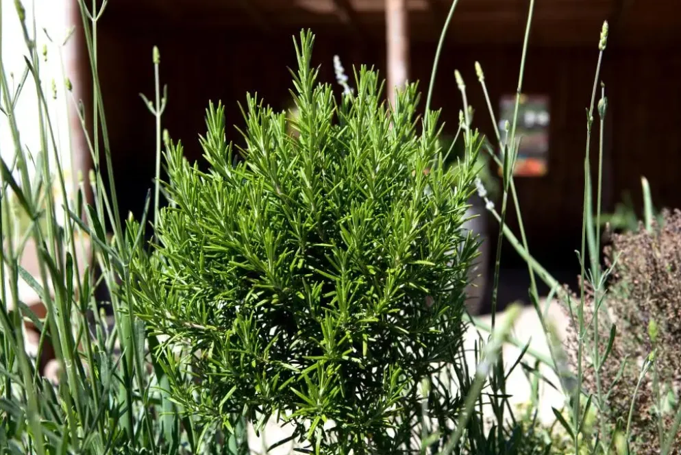 Rosmarinus officinalis 'Prostratus' (Kruip rozemarijn) ø14 cm