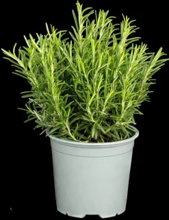 Rosmarinus officinalis 'Prostratus' (Kruip rozemarijn) ø14 cm