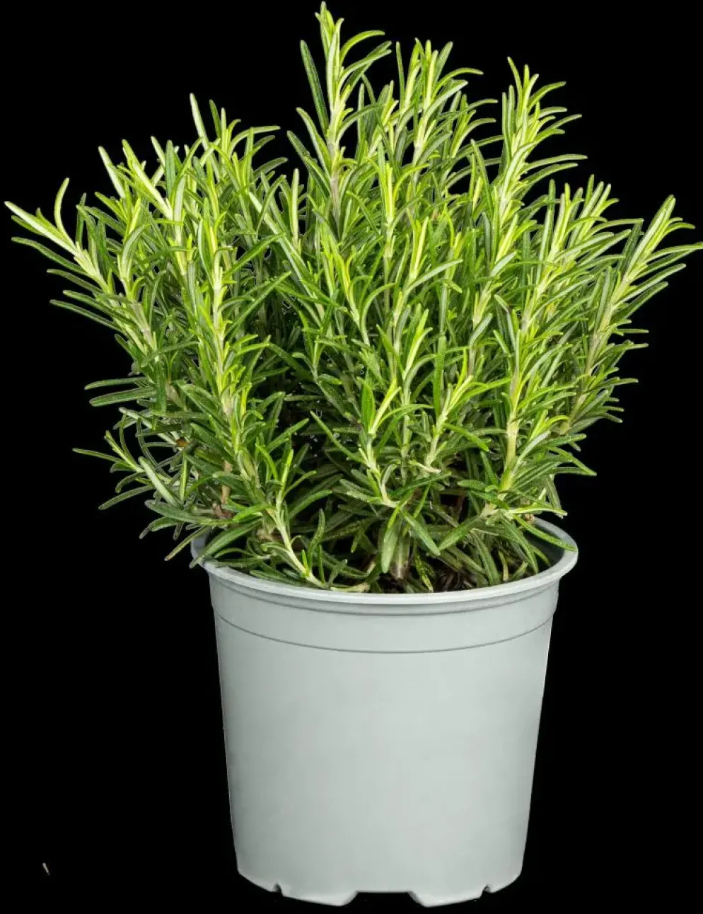 Rosmarinus officinalis 'Prostratus' (Kruip rozemarijn) ø14 cm