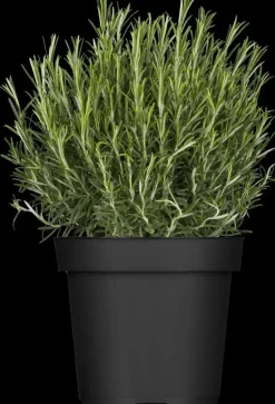Rosmarinus officinalis 'Prostratus' (Kruip rozemarijn) ø14 cm