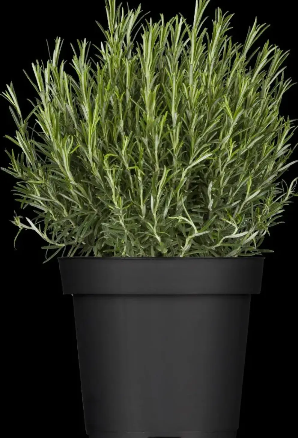 Rosmarinus officinalis 'Prostratus' (Kruip rozemarijn) ø14 cm
