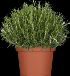 Rosmarinus officinalis 'Prostratus' (Kruip rozemarijn) ø14 cm