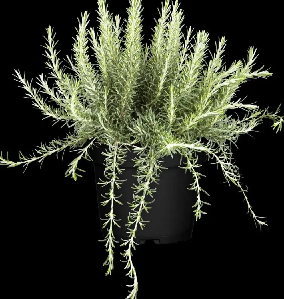 Rosmarinus officinalis 'Prostratus' (Kruip rozemarijn) ø14 cm