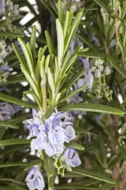 Rosmarinus officinalis 'Prostratus' (Kruip rozemarijn) ø14 cm