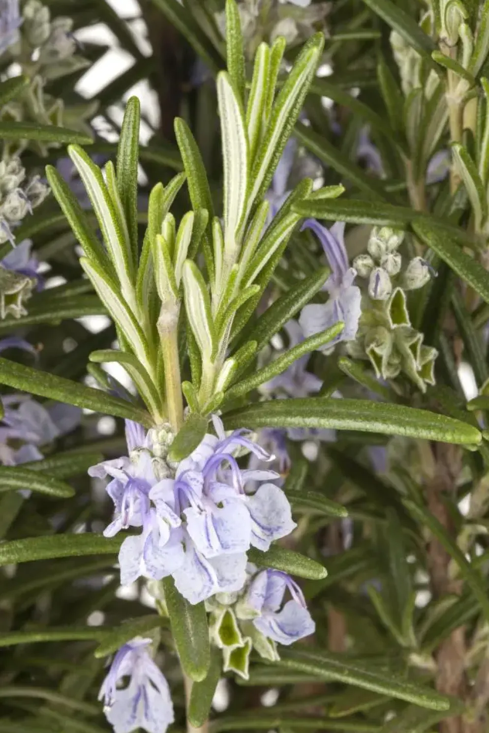 Rosmarinus officinalis 'Prostratus' (Kruip rozemarijn) ø14 cm
