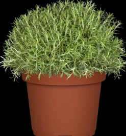 Rosmarinus officinalis 'Prostratus' (Kruip rozemarijn) ø14 cm