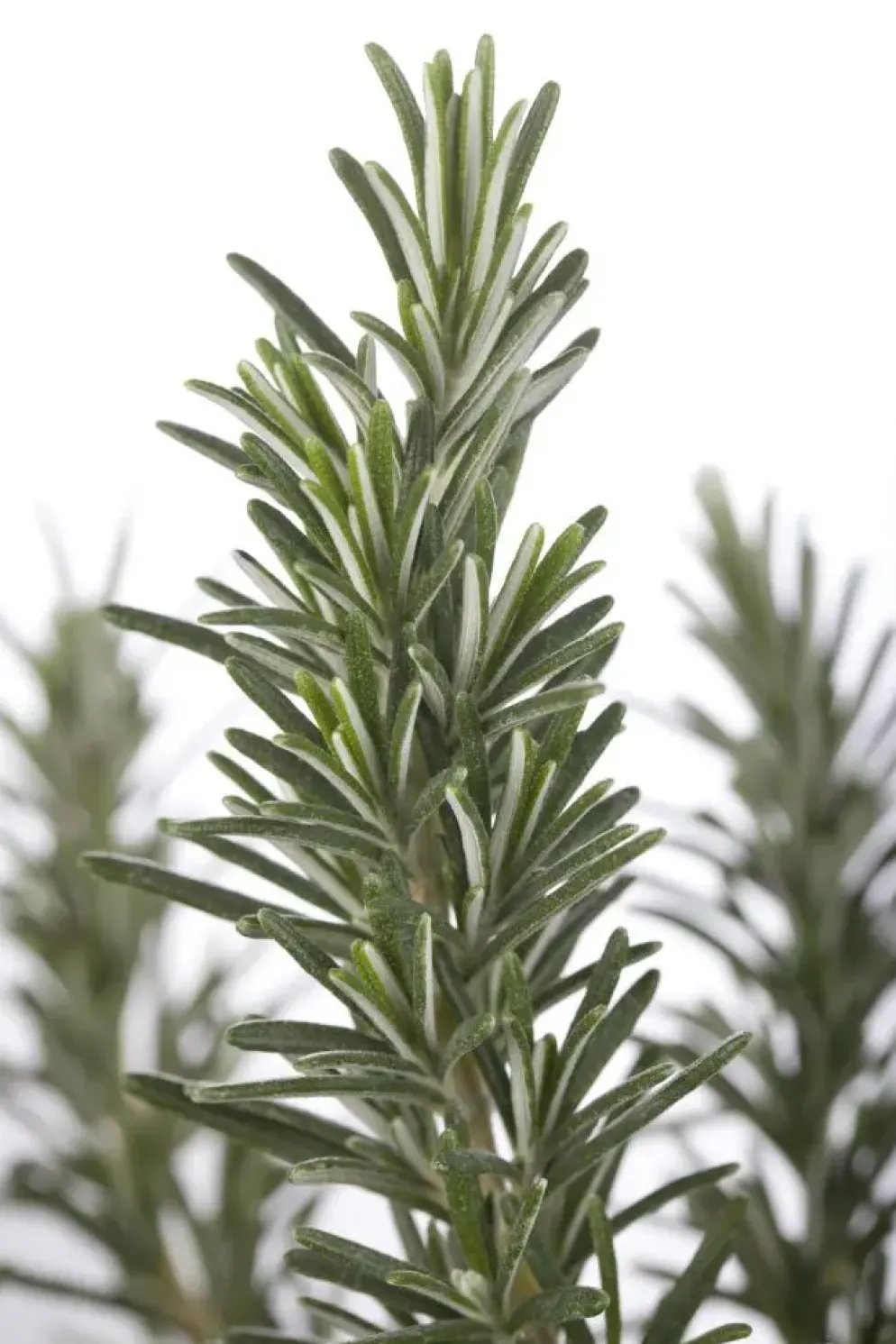 Rosmarinus officinalis 'Prostratus' (Kruip rozemarijn) ø14 cm