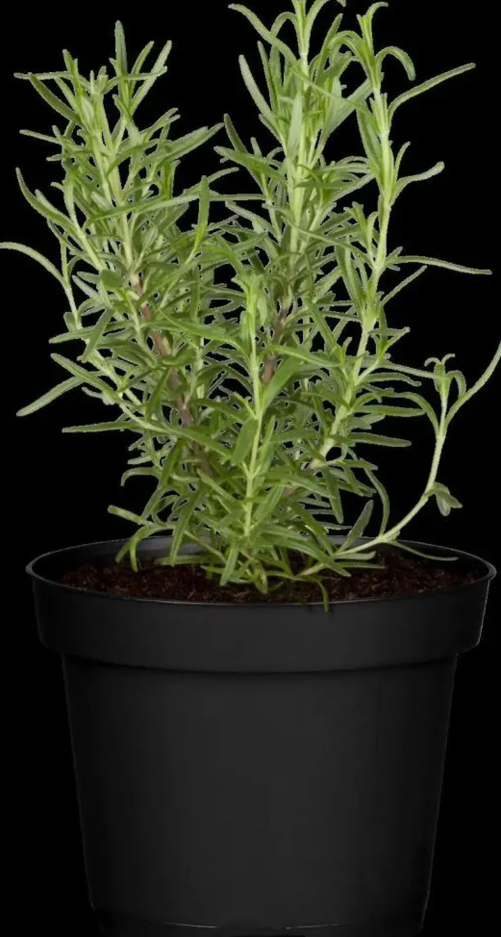 Rosmarinus officinalis 'Prostratus' (Kruip rozemarijn) ø14 cm
