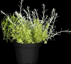 Rosmarinus officinalis 'Prostratus' (Kruip rozemarijn) ø14 cm