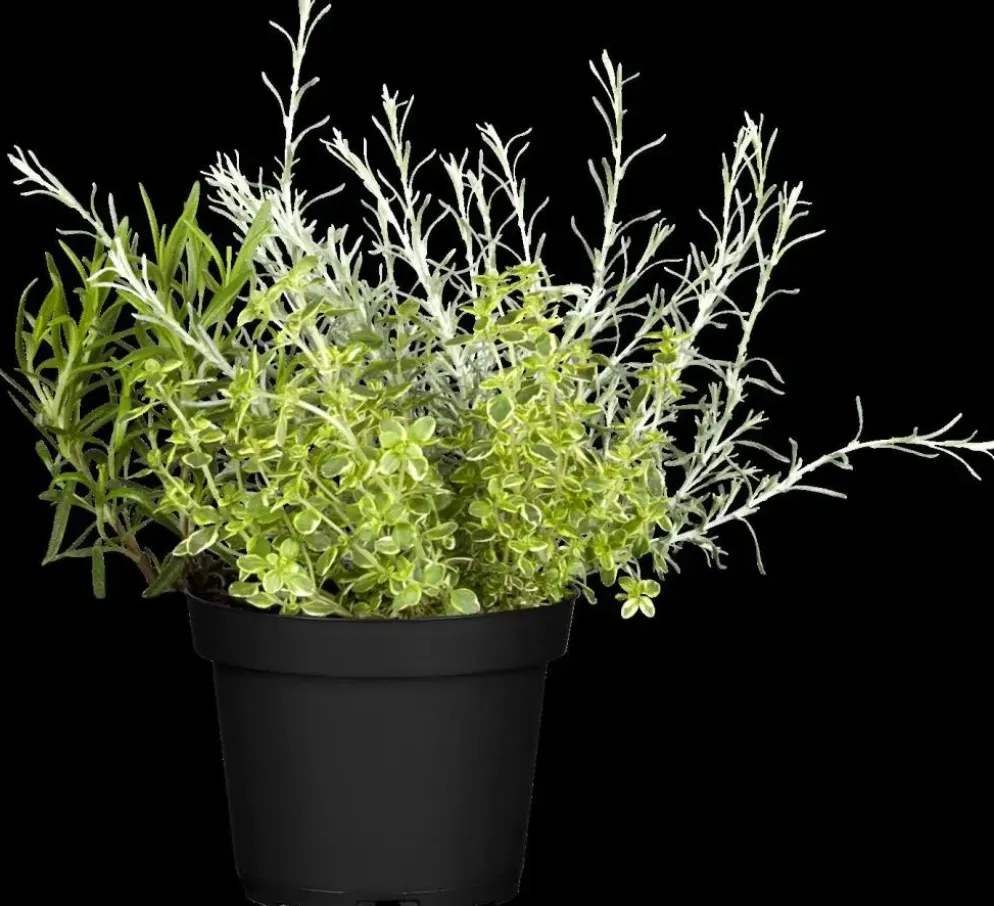 Rosmarinus officinalis 'Prostratus' (Kruip rozemarijn) ø14 cm